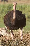 Common Ostrich