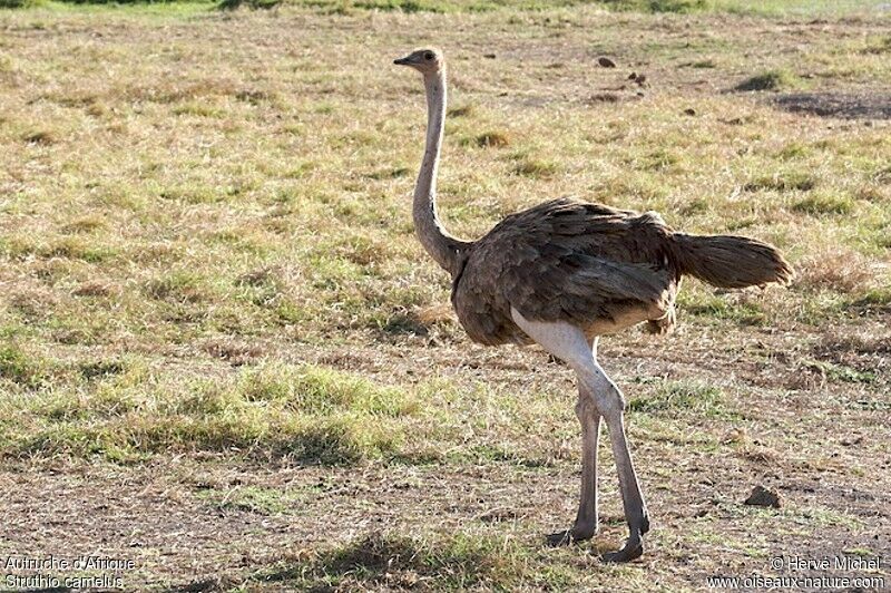 Common Ostrich female