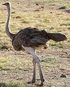 Common Ostrich