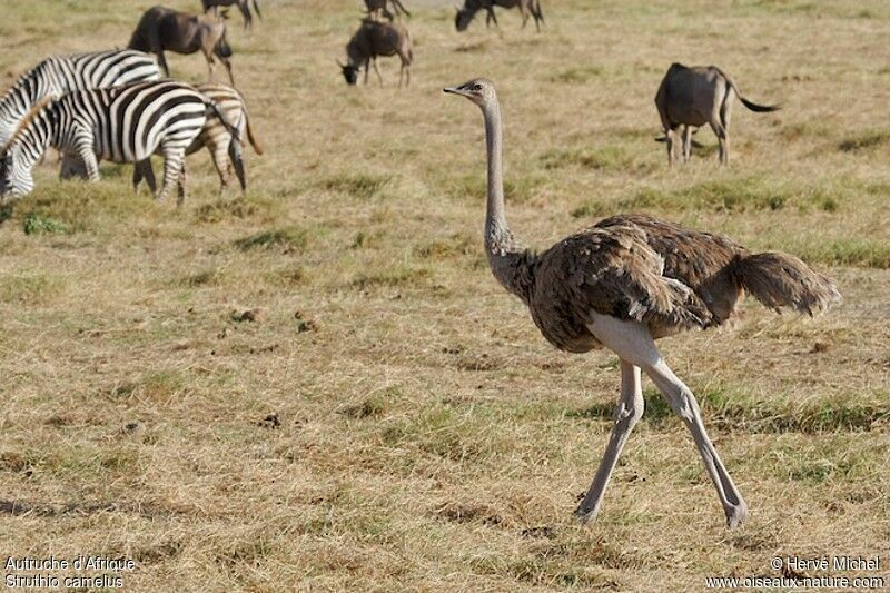 Common Ostrich female