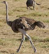 Common Ostrich