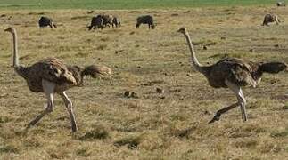 Common Ostrich