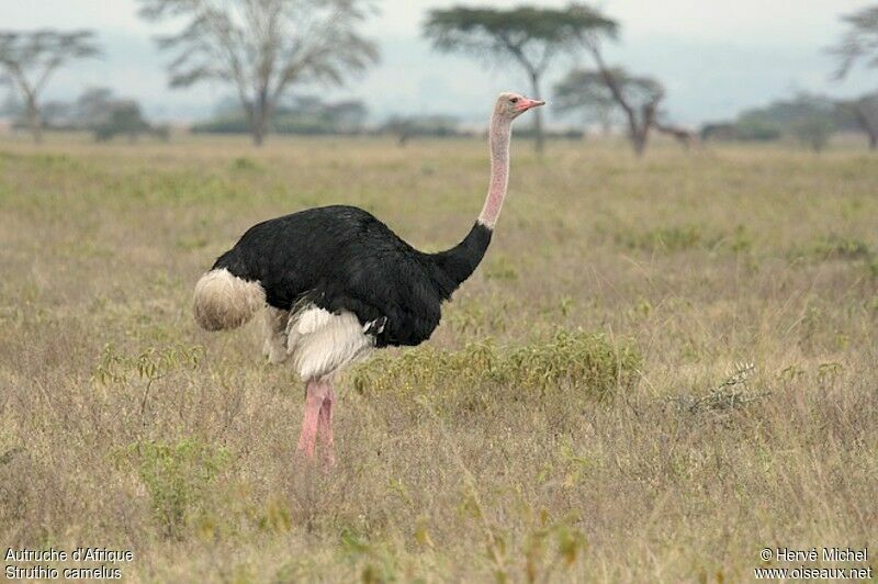 LE BESTIAIRE DIVIN DE GUILLAUME – CLERC DE NORMANDIE ET TROUVÈRE AU 13 EME SIÈCLE Autruche.d.afrique.hemi.9g