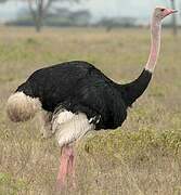 Common Ostrich