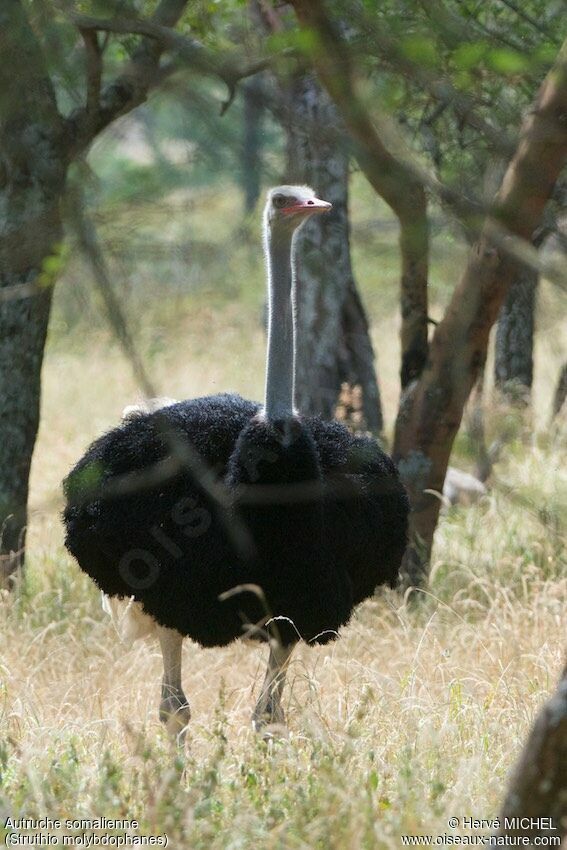 Somali Ostrich male adult