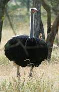 Somali Ostrich