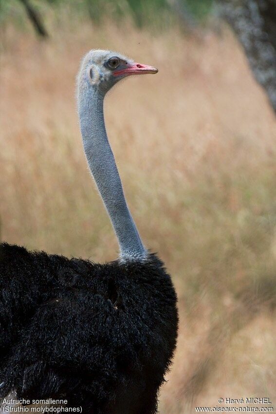 Somali Ostrich male adult