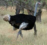 Somali Ostrich