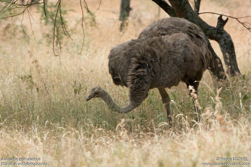 Somali Ostrich female adult