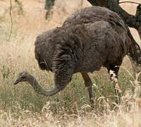 Somali Ostrich