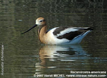 Avocette d'Amérique mâle adulte nuptial