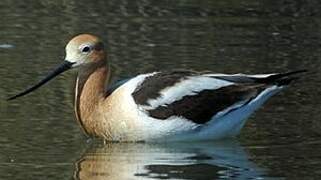 Avocette d'Amérique