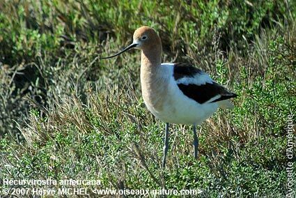 American Avocet male adult breeding