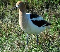 Avocette d'Amérique