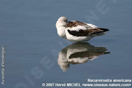 American Avocet female adult breeding