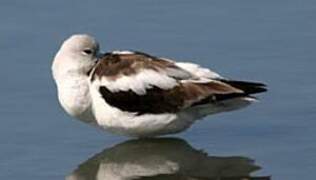 Avocette d'Amérique