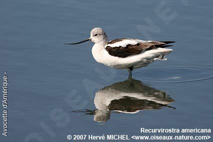 American Avocet female adult breeding