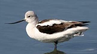 Avocette d'Amérique