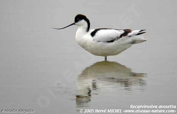 Pied Avocet