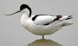 Avocette élégante