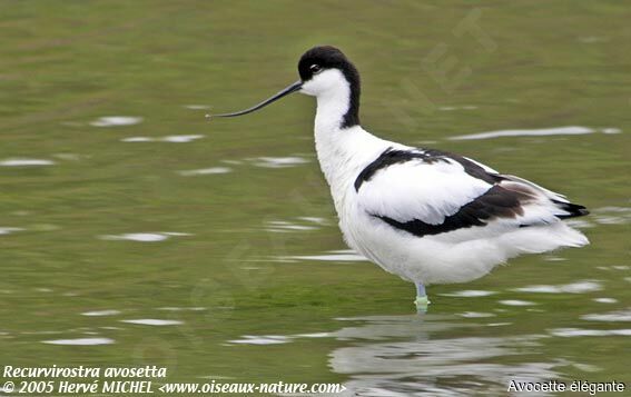 Avocette élégante