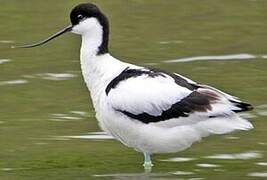 Avocette élégante