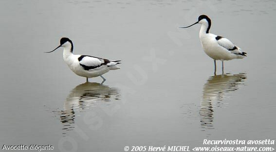 Avocette élégante