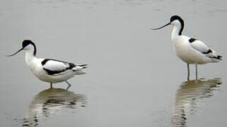 Avocette élégante