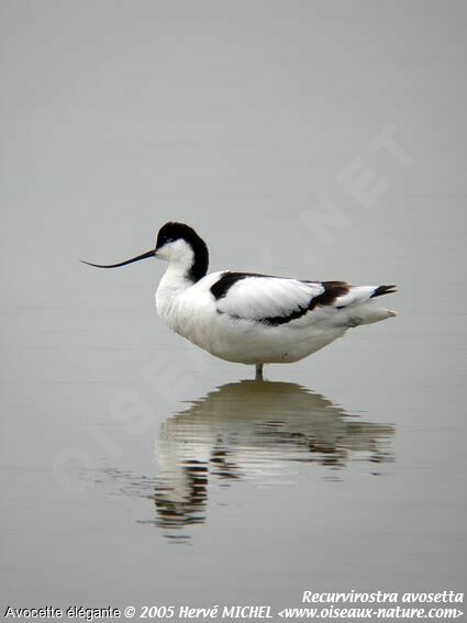 Avocette élégante