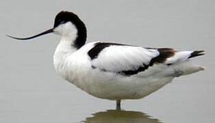 Avocette élégante