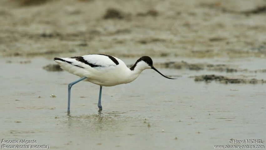 Pied Avocetadult breeding