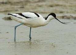 Avocette élégante