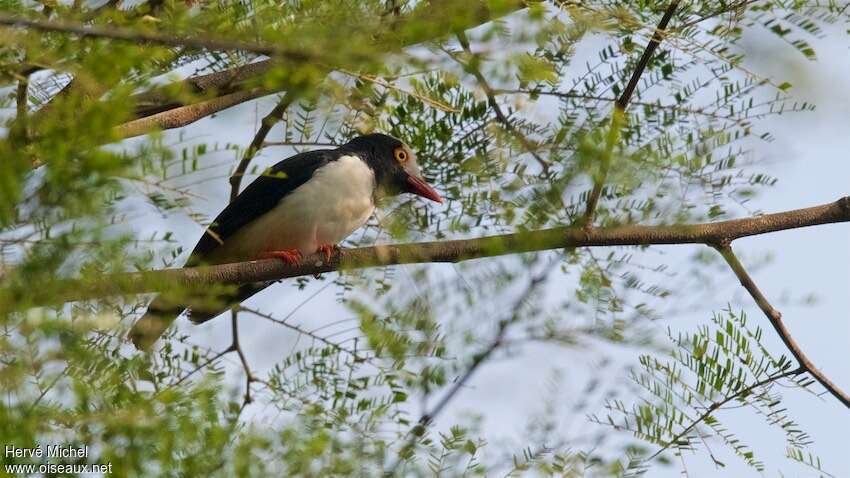 Red-billed Helmetshrikeadult