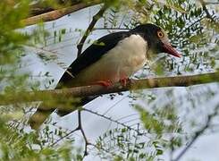 Red-billed Helmetshrike