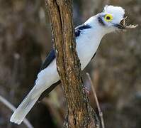 White-crested Helmetshrike