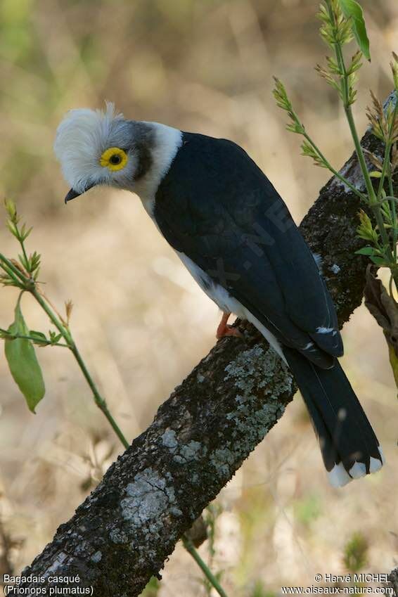 White-crested Helmetshrike