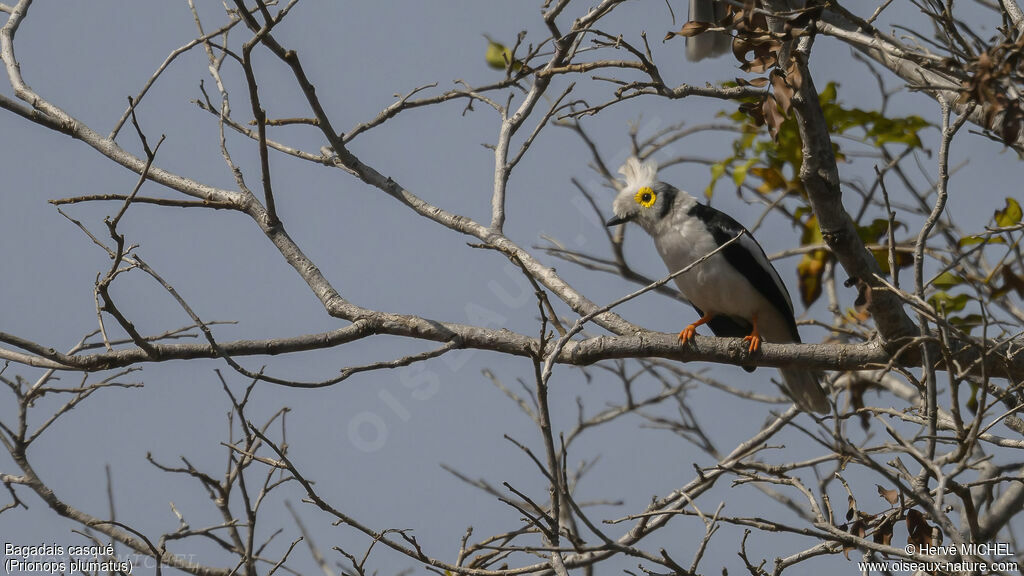 White-crested Helmetshrike