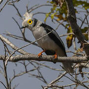 White-crested Helmetshrike