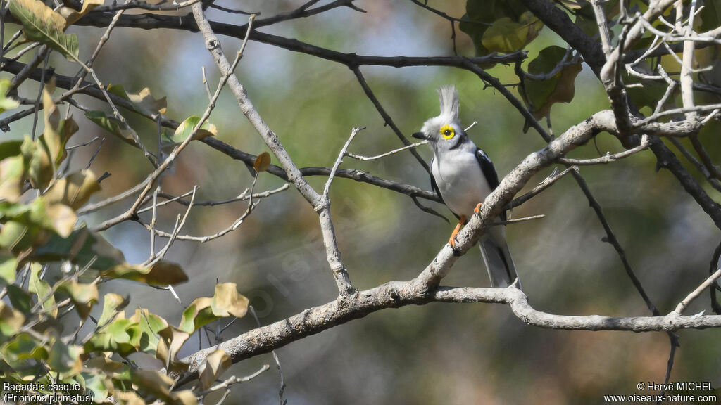 White-crested Helmetshrike