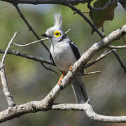 White-crested Helmetshrike