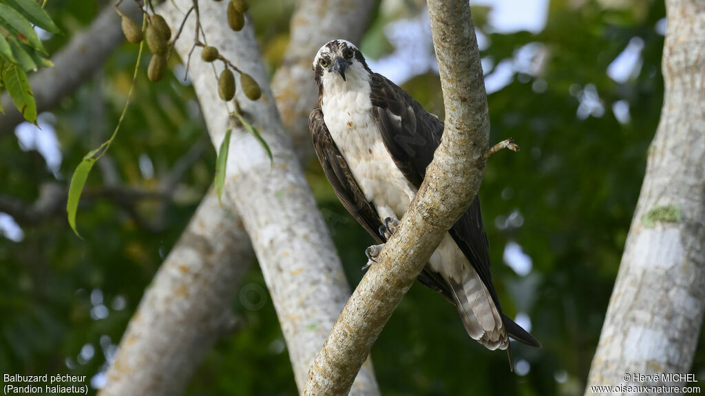 Balbuzard pêcheur