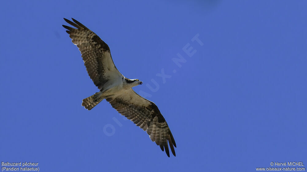 Osprey