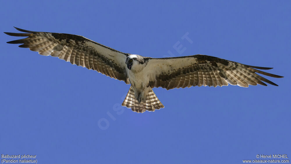 Osprey