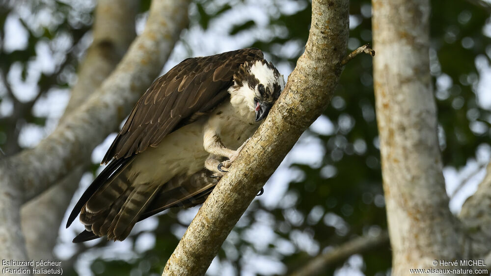 Osprey