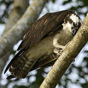 Osprey