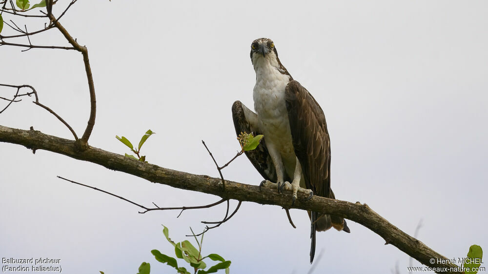 Osprey