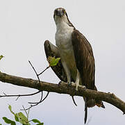 Osprey