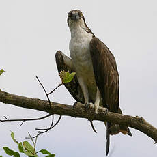 Balbuzard pêcheur