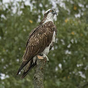 Osprey