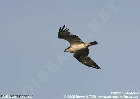 Western Osprey